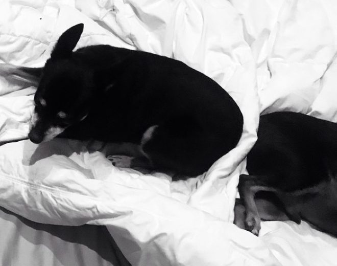 Two of the rescue dogs curled up on the bed