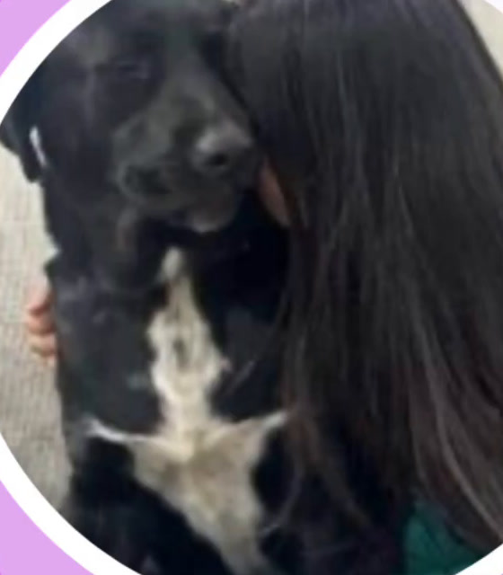 Charlie, a black Labrador Retriever