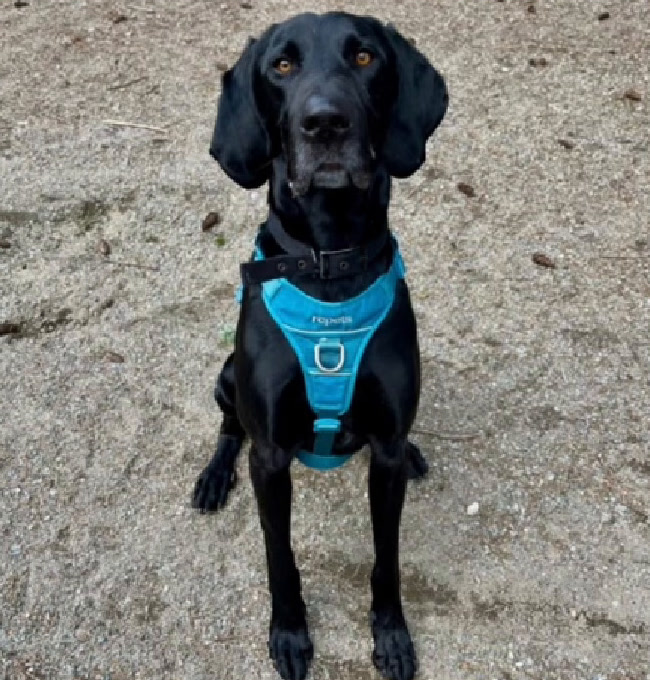 Duke, a Coonhound and Labrador Retriever mix